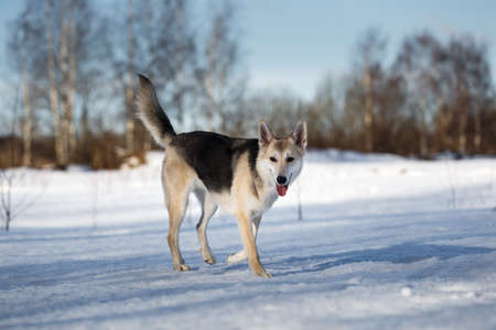 Cute dog at walk at nature in winter field.