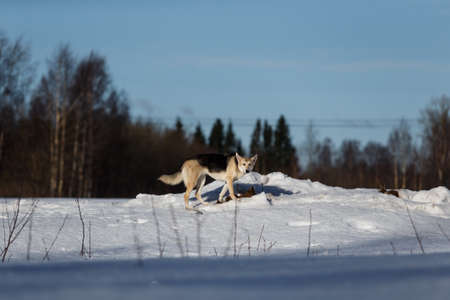 Cute dog at walk at nature in winter field.