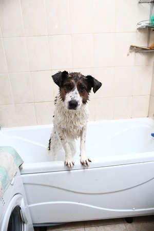 Portrait of a cute dog taking a bath with his paws up on the rim of the tubの写真素材