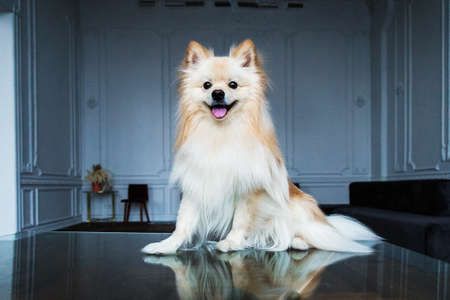 Portrait of a Spits dog in decorated interior studioの写真素材