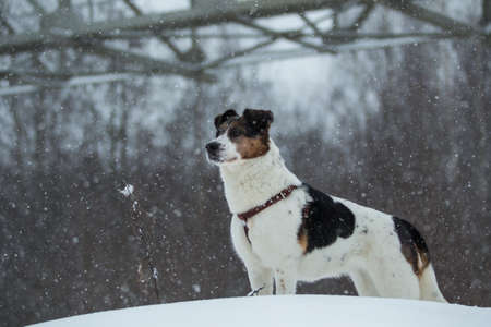 Brown and white short-haired mongrel dog is looking into the camera on a background of a winter...