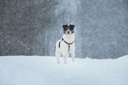 Happiness: cute dog in a jump above snow