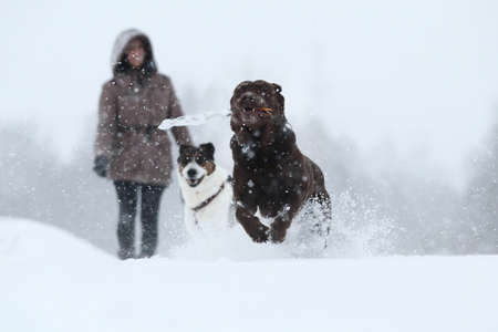 Two dogs at walk running and playing at snow in winter.