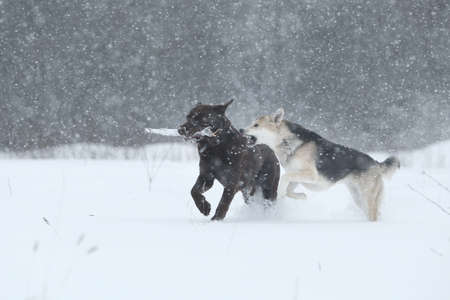 Two dogs at walk running and playing at snow in winter.