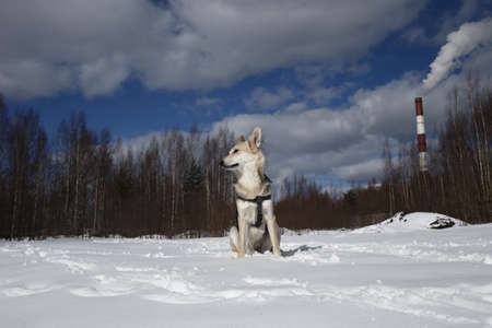 Cute mixed breed shepherd dog at walk in snow in sunny day. forest on background
