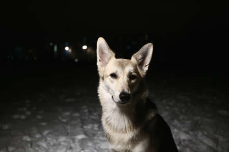 Portrait of a mixed breed horror dog in the field at night in winterの写真素材
