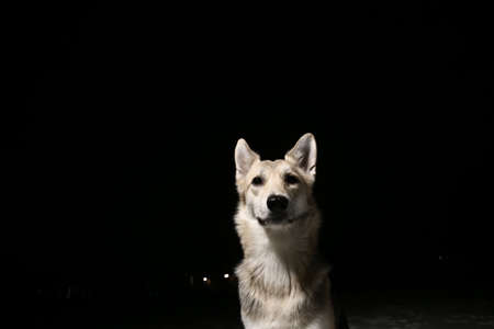 Portrait of a mixed breed horror dog in the field at night in winter