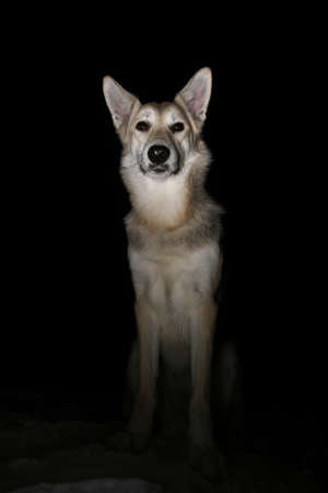 Portrait of a mixed breed horror dog in the field at night in winterの写真素材