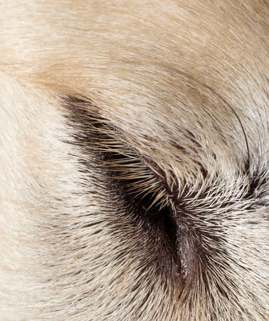 Close-up of the eye of a female laika dogの写真素材