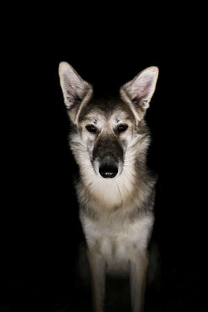 Portrait of a mixed breed horror dog in the field at night in winterの写真素材