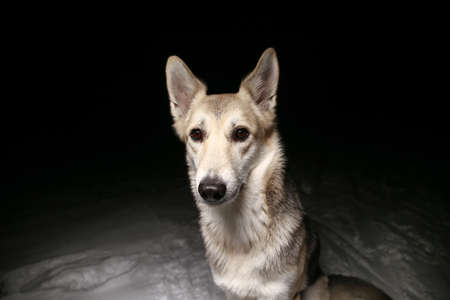 Portrait of a mixed breed horror dog in the field at night in winter