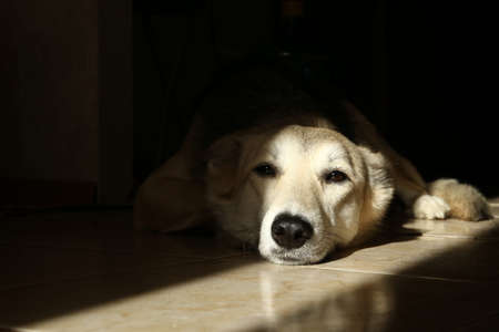 Portrait of a dog resting in the sun on the tiled floor. A dog sleeping on the floor.の写真素材