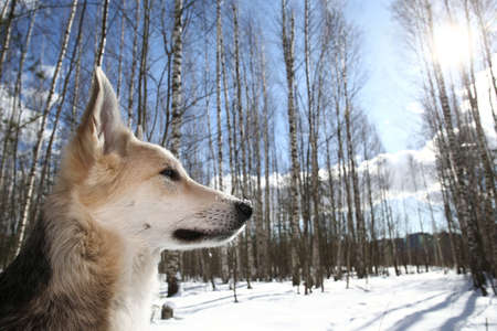 Close up portrait of a cute mixed breed husky dog at walk in winter sunny dayの写真素材