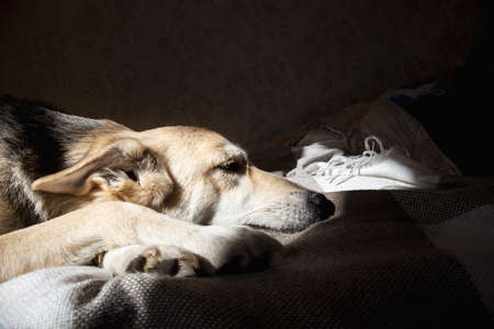 Cute, smiling mixed breed mongrel dog lies on owners bed taking sun baths, having relaxの写真素材