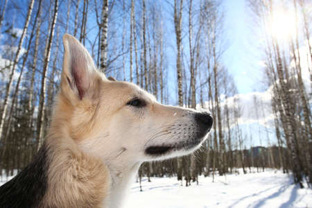 Close up portrait of a cute mixed breed husky dog at walk in winter sunny dayの写真素材