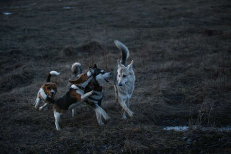 Front view two husky and beagle dogs standing playing and running to each other on fielad at dusk