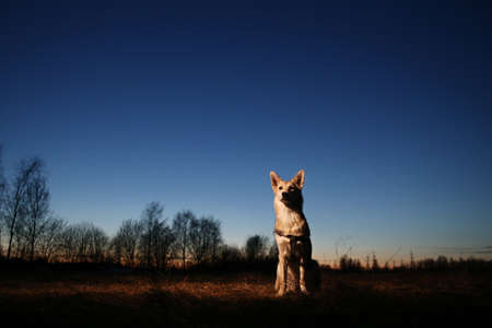 Portrait of the happy dog at the sunset. Cute stray mongrel against on the dusk.の写真素材