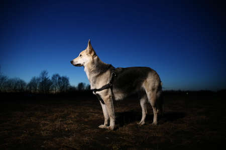Portrait of the happy dog at the sunset. Cute stray mongrel against on the dusk.の写真素材