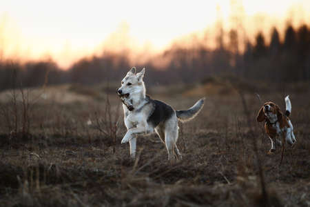 Front view two husky and beagle dogs standing playing and running to each other on fielad at dusk