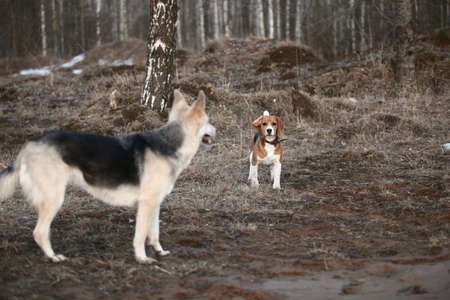 Front view two husky and beagle dogs standing playing and running to each other on fielad at dusk
