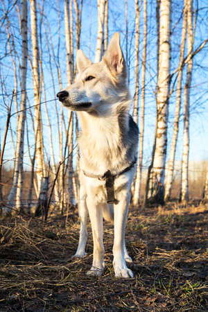 Beautiful young and happy mixed breed husky dog running at walk in forest sunset. Lens flare