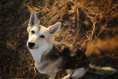 Portrait of a cute happy mixed breed shepherd dog at walk in sunset lighting background.