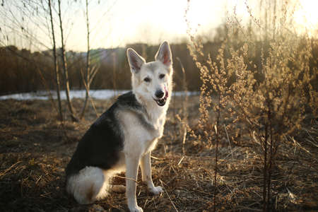 Portrait of a cute happy mixed breed shepherd dog at walk in sunset lighting background.の写真素材
