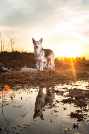 Portrait of a cute happy mixed breed shepherd dog at walk in sunset lighting background.