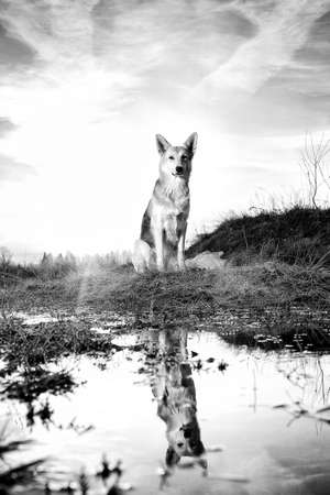 Portrait of a cute happy mixed breed shepherd dog at walk in sunset lighting background.の写真素材