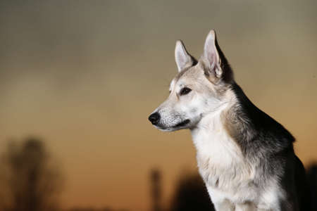 Portrait of cute mixed breed shepherd dog at walk on field in sunset