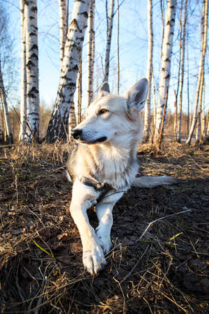 Beautiful young and happy mixed breed husky dog running at walk in forest sunset. Lens flare