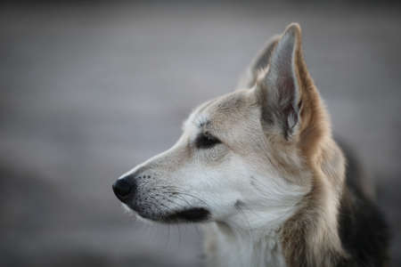 Portrait of a cute mixed breed dog at walk in winter at dawn before sunriseの写真素材