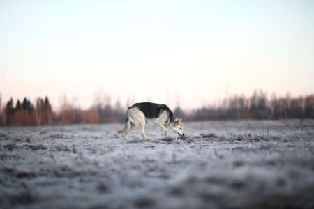 Portrait of a cute mixed breed dog at walk in winter at dawn before sunriseの写真素材