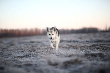 Portrait of a cute mixed breed dog running at camera direction in winter at dawn before sunriseの写真素材