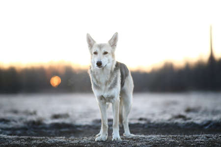 Portrait of a cute mixed breed dog at walk in winter at dawn before sunrise