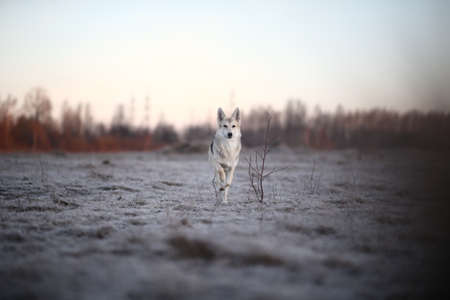 Portrait of a cute mixed breed dog at walk in winter at dawn before sunriseの写真素材