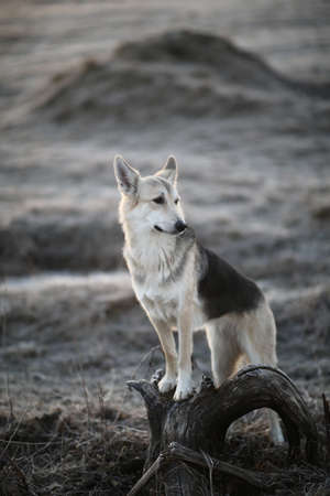 Portrait of a cute mixed breed dog at walk in winter at dawn before sunrise