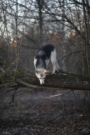 Portrait of a cute mixed breed dog jumping by tree in winter at dawn