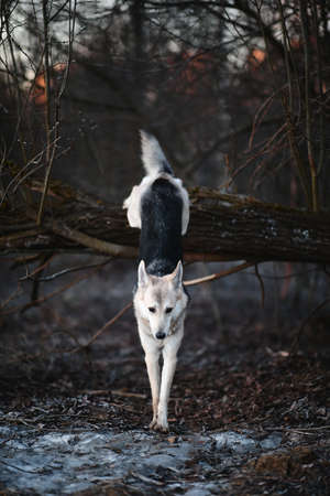 Portrait of a cute mixed breed dog jumping by tree in winter at dawn