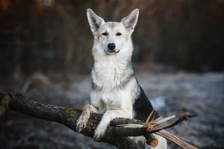 Portrait of a cute mixed breed dog at walk in winter at dawn before sunrise