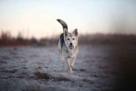 Portrait of a cute mixed breed dog at walk in winter at dawn before sunrise