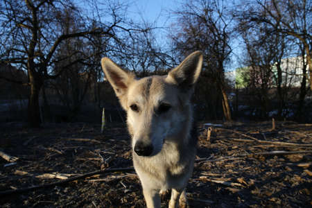 Portrait of a cute mixed breed dog at walk in winter at dawn before sunrise