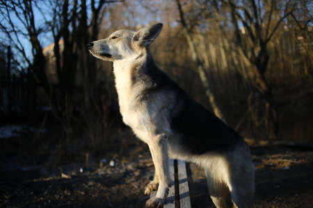 Portrait of a cute mixed breed dog at walk in winter at dawn before sunrise