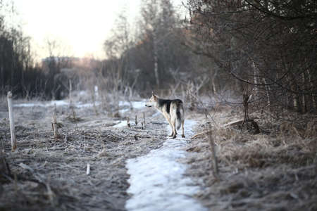 Portrait of a cute mixed breed dog at walk in winter at dawn before sunrise