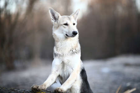 Portrait of a cute mixed breed dog at walk in winter at dawn before sunriseの写真素材