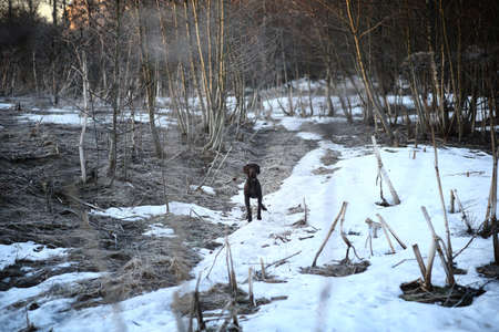 Portrait of a cute mixed breed dog at walk in winter at dawn before sunrise