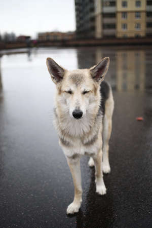From above of young shepherd dog standing on wet asphalt road and looking hopefully at camera