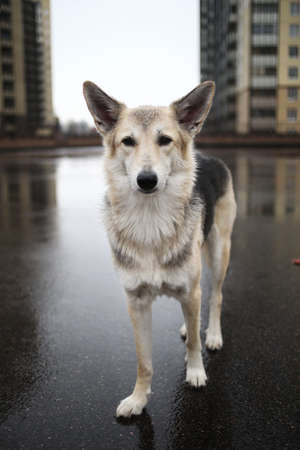 From above of young shepherd dog standing on wet asphalt road and looking hopefully at camera