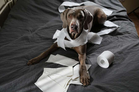 Funny pointer dog with guilty look after playing and making mess with toilet paper lying on bedの写真素材