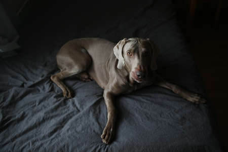 Tired sleepy pointer dog resting and lying on bed covered with grey blanket in bedroomの写真素材